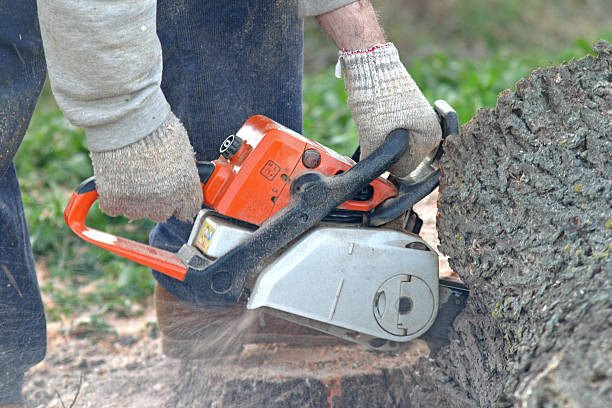 Winter Garden, FL Tree Services Company