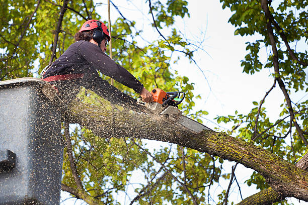 How Our Tree Care Process Works  in  Winter Garden, FL